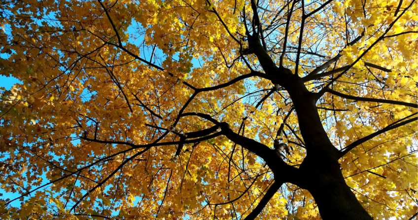Baum Herbst