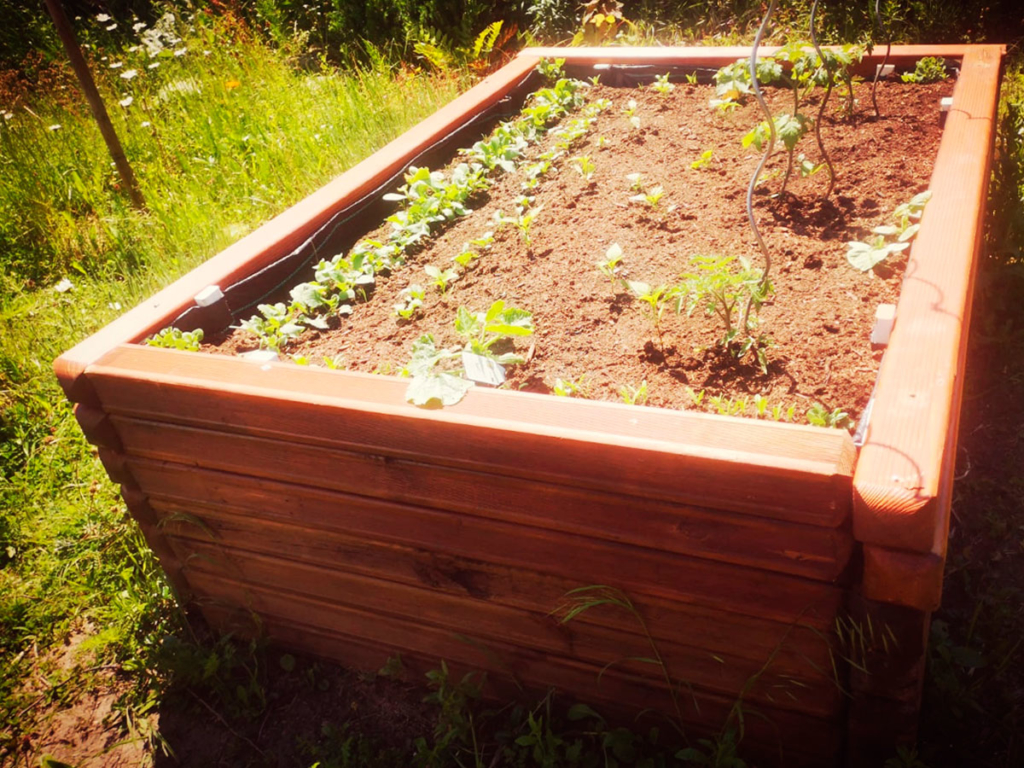 Hochbeet Pflanzen2