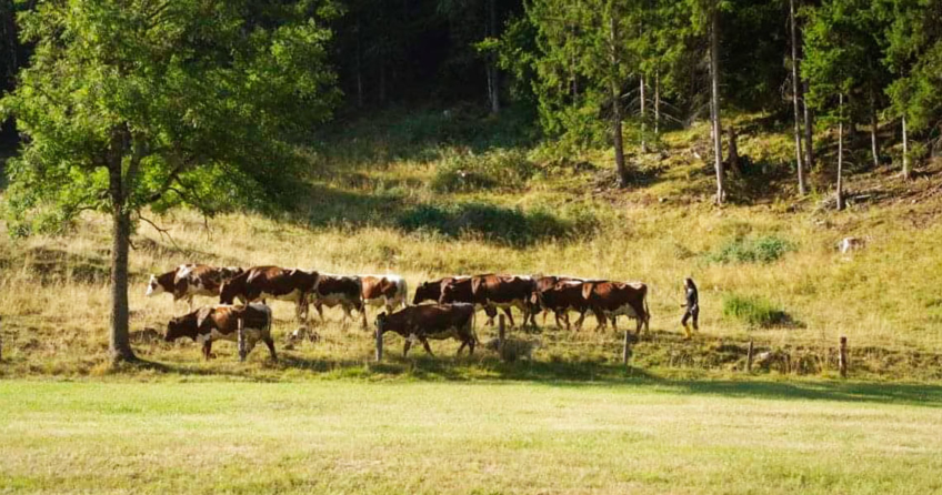 Farming